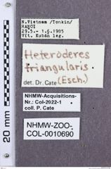 Etikette zu Heteroderes triangularis (NHMW-ZOO-COL-0010690)